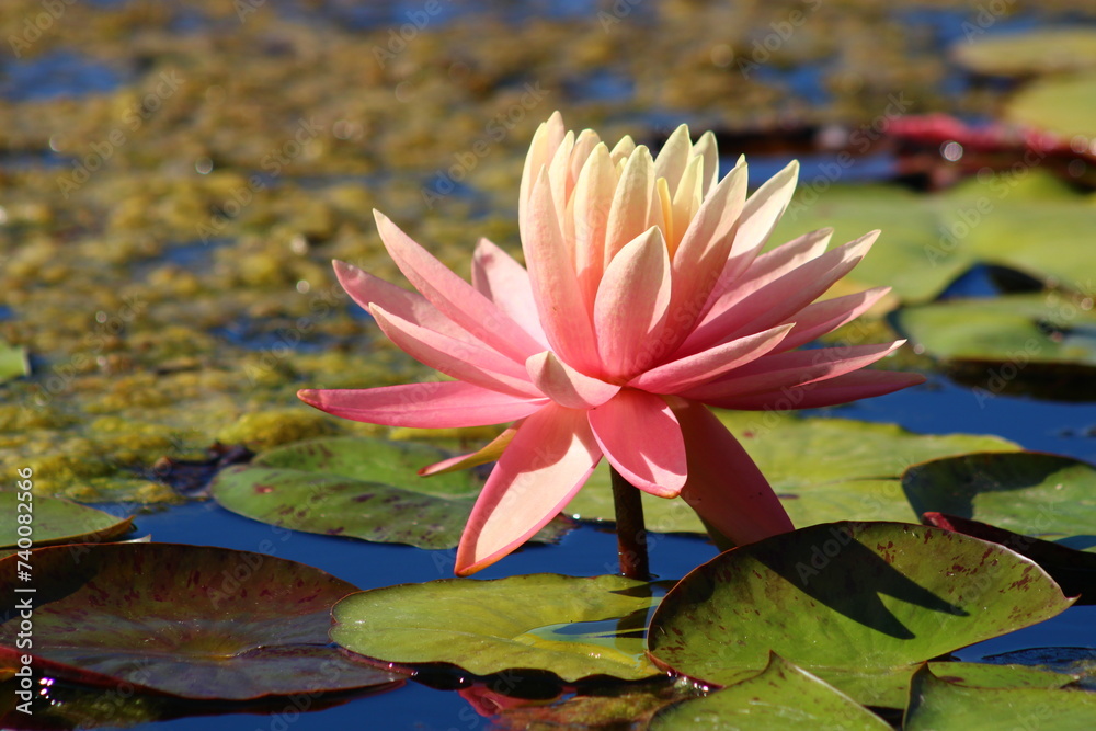 Colorful lotus flower above the lake. Nelumbo is a genus of aquatic plants with large, showy flowers. Colorful lotus flower above the lake. Nelumbo is a genus of aquatic plants with large, showy flowers.