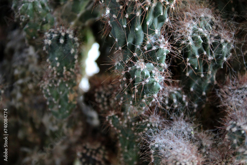 Old cactus. Home plant.