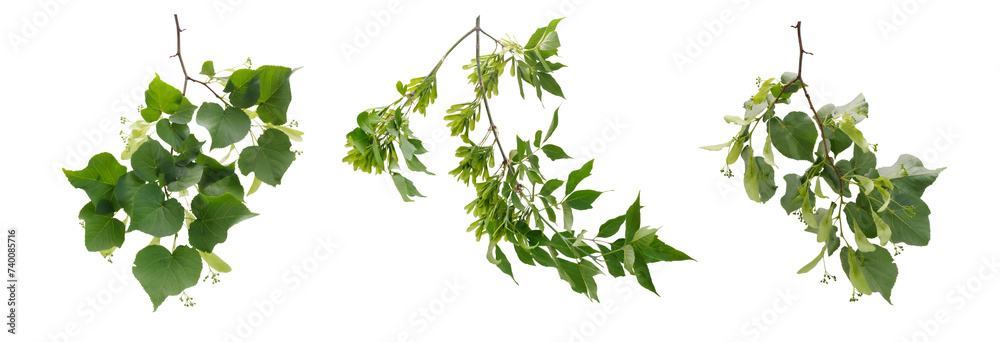 Few branches of various trees with green leaves and seeds on white background