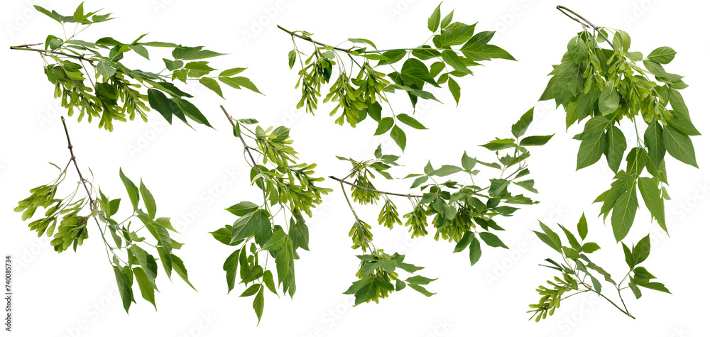 Many various branches of maple tree with many green seeds on white background Many various branches of maple tree with many green seeds on white background