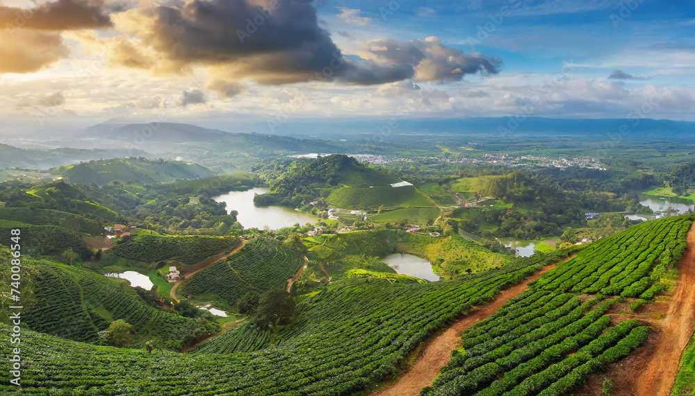 Coffee plantation hills, beautiful landscape background