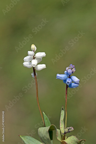 White and blue blooming sky hyacinth (Hyacinthella lazulina), an endemic species to eastern Mediterranean region in southern Turkey photo