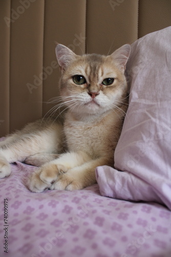 Canvastavla The Burmilla is a breed of domestic cat that originated in the United Kingdom in 1981