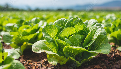 Growing lettuce leaves, farm field background, organic food concept
