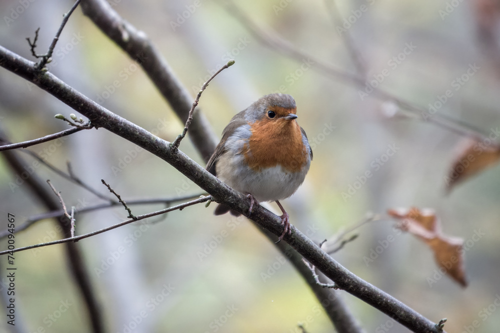 Robin red breast Erithacus rubecula perched on a branch with a blurred background Robin red breast Erithacus rubecula perched on a branch with a blurred background