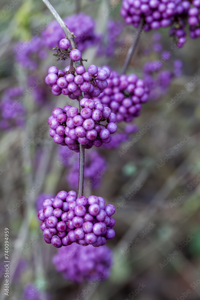 purple berries of callicarapa americana beautyberry purple berries of callicarapa americana beautyberry