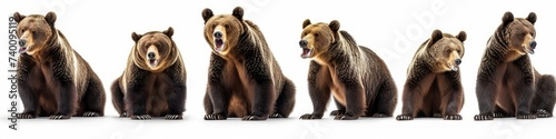 Wildlife animals bears banner panorama long. Collection of standing, sitting, screaming, lying group of brown bear (ursus arctos) , isolated on white, Generative AI