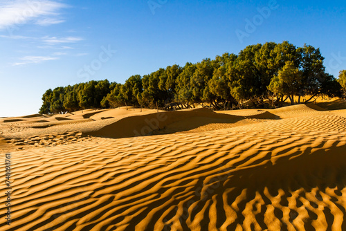 Tamarisk trees in an oasis in the Sahara Desert. Ksar Ghilane, Tunisia, Africa, photo