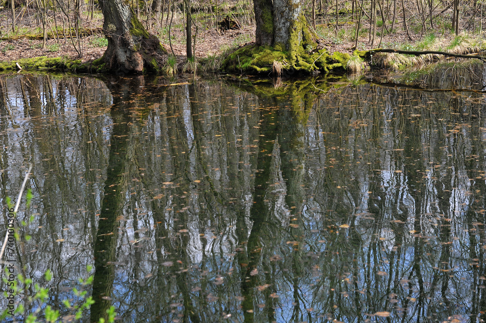 Reflection of forest trees in the river during a spring flood Reflection of forest trees in the river during a spring flood
