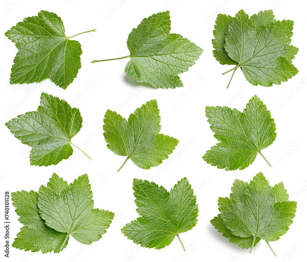 Fresh organic сurrant isolated Fresh organic сurrant isolated