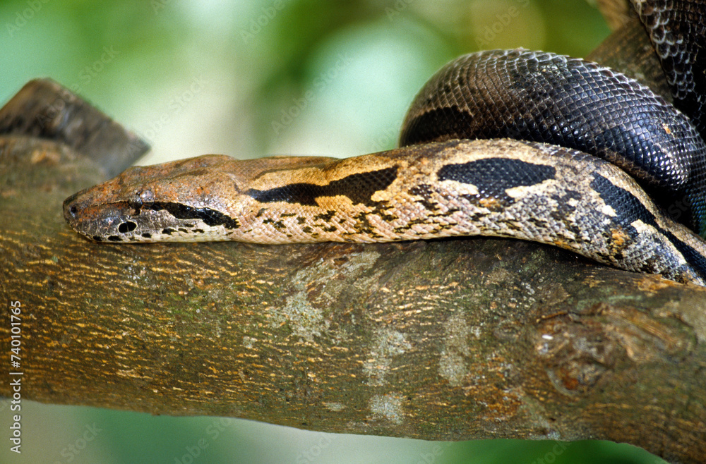 Boa arboricole; sanzinia madagascariensis; Madagascar Boa arboricole; sanzinia madagascariensis; Madagascar