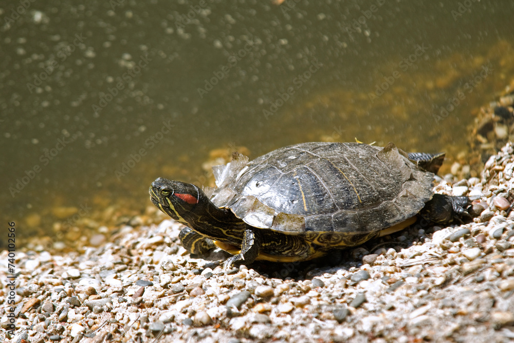 Tortue de Floride; trachemys scripta elegans Tortue de Floride; trachemys scripta elegans