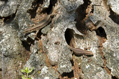 Lézard vivipare; lacerta vivipara photo