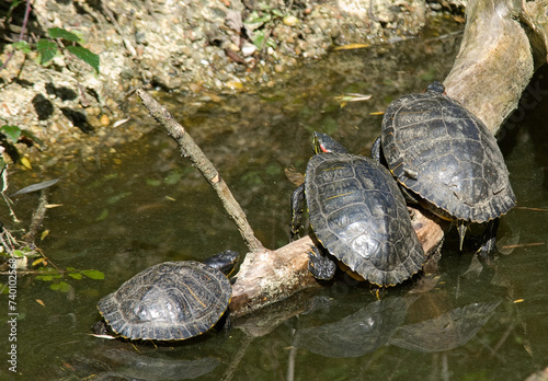 Tortue de Floride; trachemys scripta elegans photo