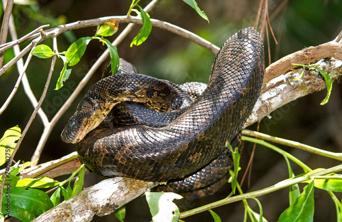Boa de Madagascar, Acrantophis  madagascariensis, Madagascar photo