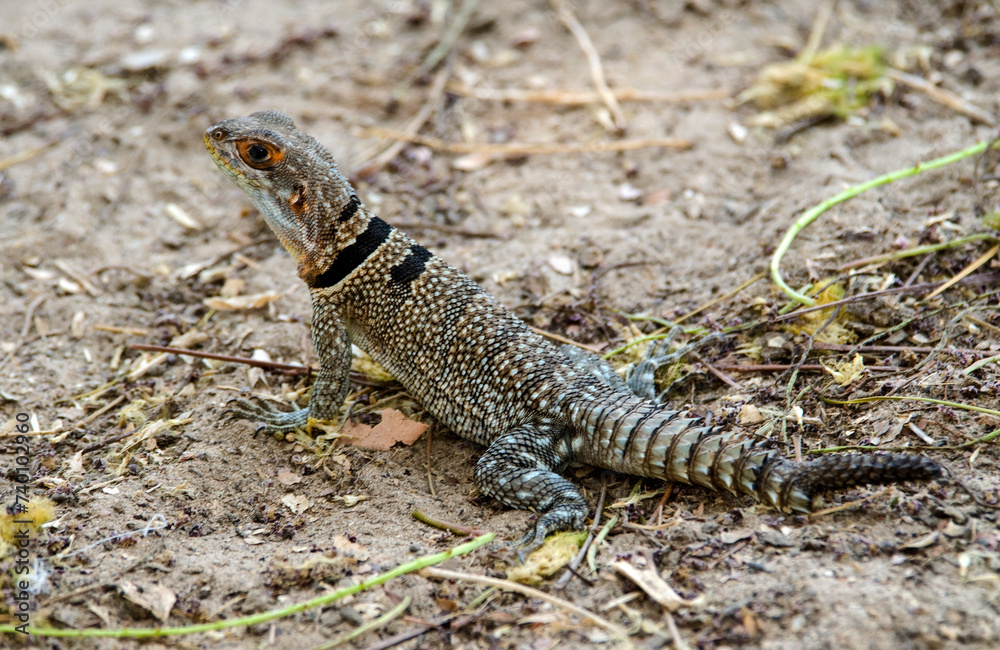 Obraz premium Oplurus de Cuvier, iguane à queue épineuse, Oplurus cuvieri, Madagascar