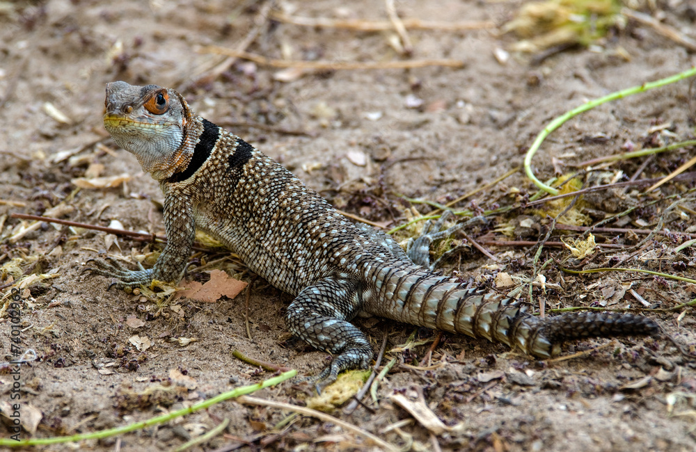Obraz premium Oplurus de Cuvier, iguane à queue épineuse, Oplurus cuvieri, Madagascar