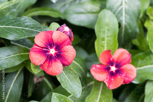 Beautiful blooming Pericuinkle flowers. photo