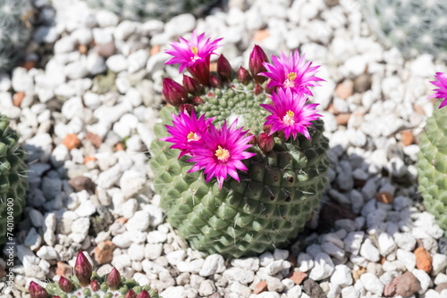 Beautiful Spiny pincushion cactus flowers.