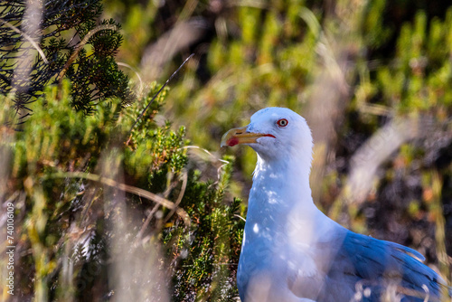 Gaviota en las Islas Cíes, Galicia. photo