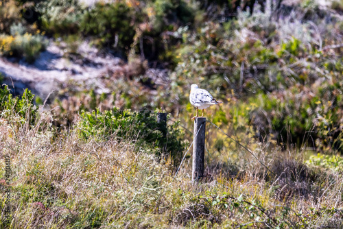 Gaviota en las Islas Cíes, Galicia. photo