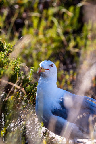 Gaviota en las Islas Cíes, Galicia. photo