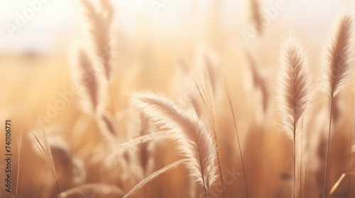 Close up of tall grass in a field  perfect for nature backgrounds