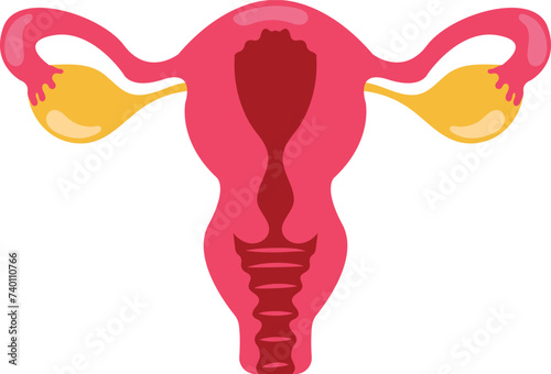 Parts of Female Reproduction System Simple Illustration for Educational Purposes