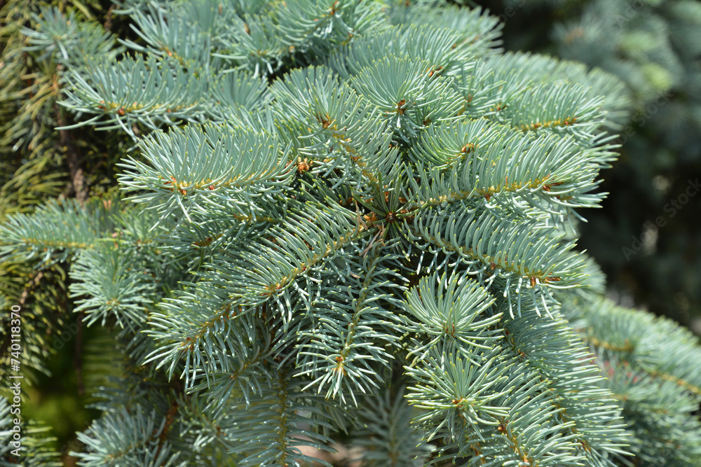 Blue spruce branches  background. Close up on Colorado spruce or Colorado blue spruce branch in springtime.