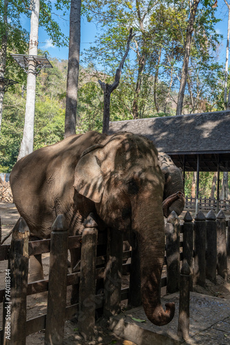 A portrait of an Asian elephant taken in Luang Prabang, Southeast Asia.