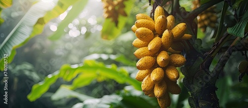 A bountiful scene captures a multitude of fresh and tempting Longkong fruit hanging from a tree.