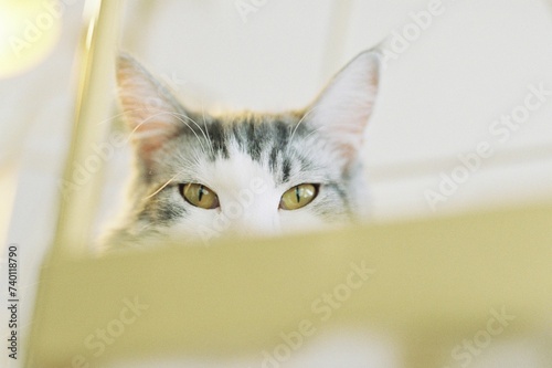 Fototapeta Naklejka Na Ścianę i Meble -  上からこちらを見つめる猫