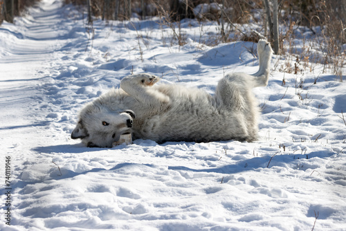 Canvas Print silly wolf rolling around on his back playing in the snow