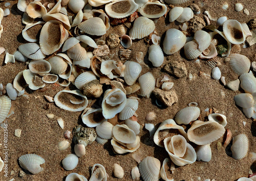 Sir Bani Yas beach  shells and sand  Island in the United Arab Emirates