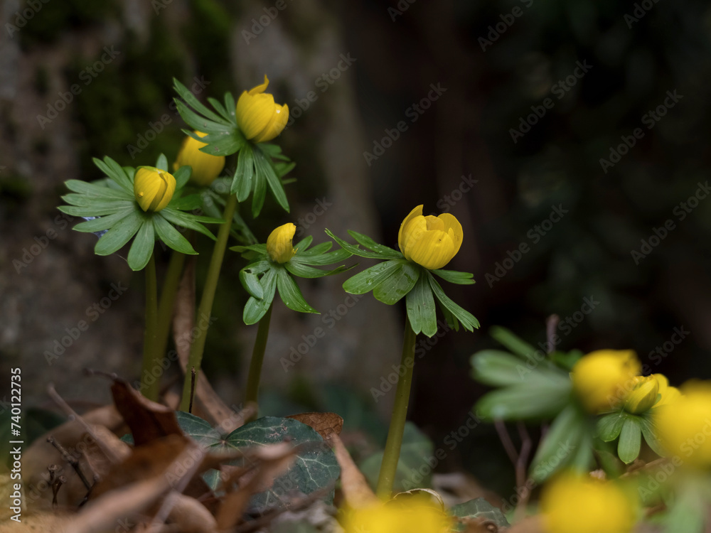 Im Garten Frühlingserwachen, Winterlinge blühen, endlich Farben Im Garten Frühlingserwachen, Winterlinge blühen, endlich Farben