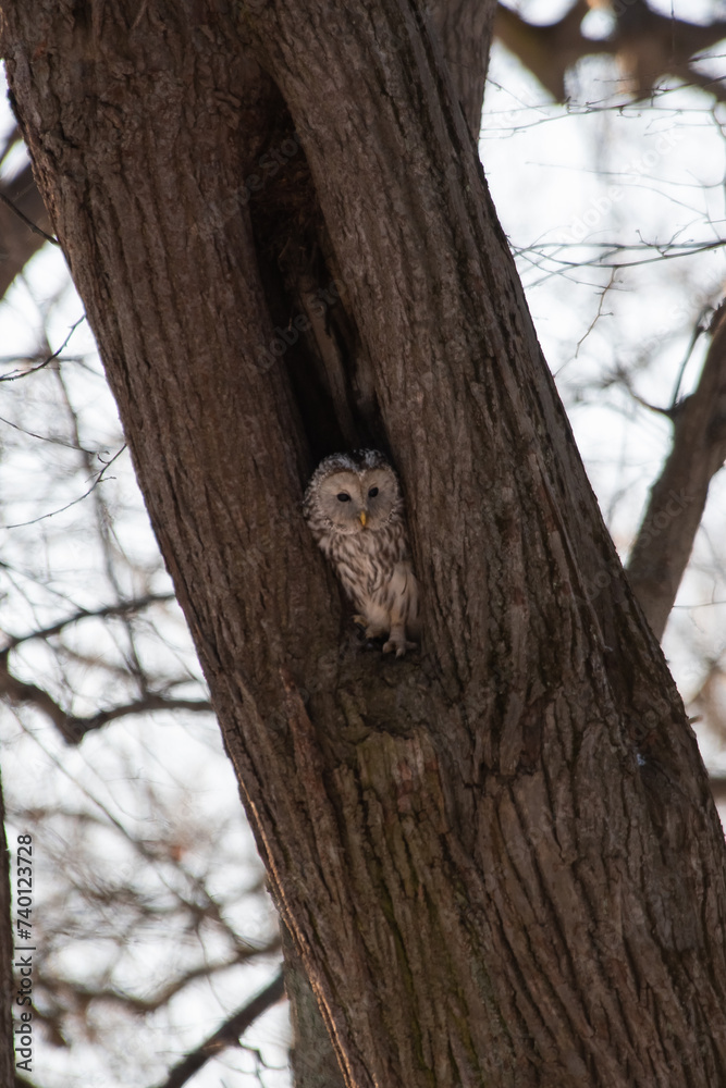 A strix (tawny owl) sitting in a hollow tree in a city park in winter A strix (tawny owl) sitting in a hollow tree in a city park in winter