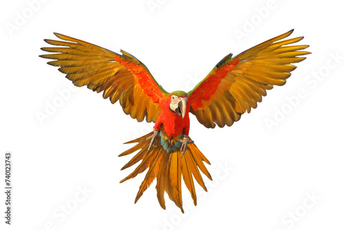 Colorful flying Harlequin Macaw parrot isolated on transparent background png file © Passakorn