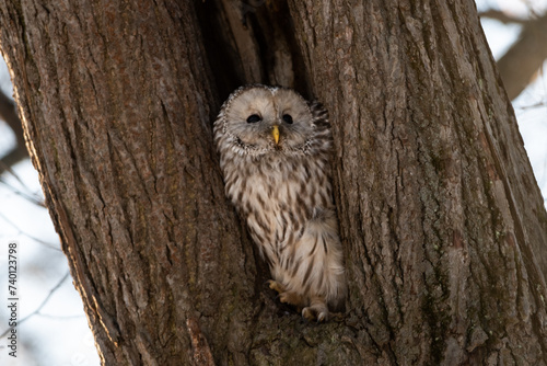 A close-up of a strix (tawny owl) sitting in a hollow tree in a city park in winter