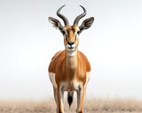 Gazelle , blank templated, rule of thirds, space for text, isolated white background