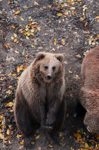 brown adult bears in the autumn forest. predatory hungry bears