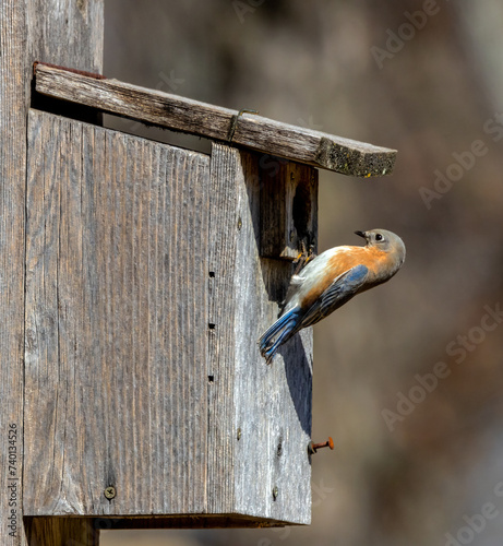 One of the great conservation success stories is the  increase in Bluebird populations.  Here, a female Eastern Bluebird investigates a nest box.
