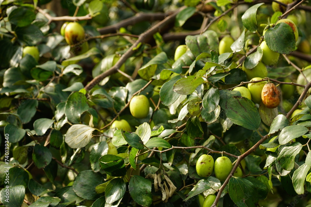 Close-up of Jujube fruit - Ziziphus mauritiana