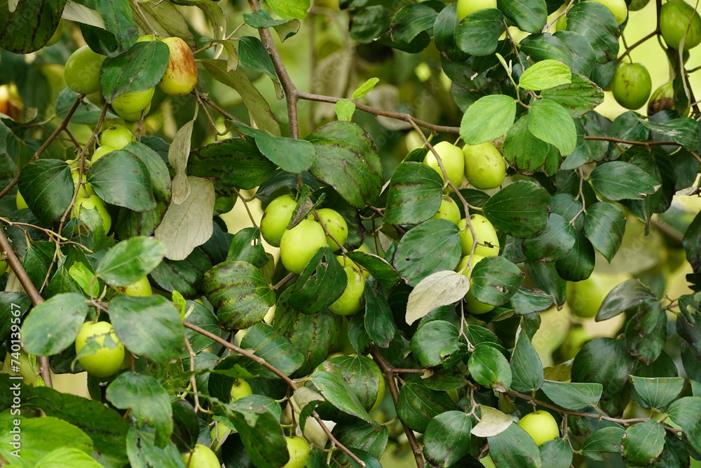 Close-up of Jujube fruit - Ziziphus mauritiana