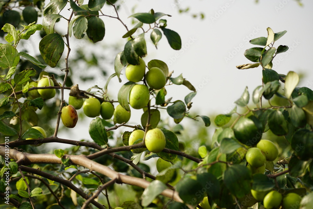 Close-up of Jujube fruit - Ziziphus mauritiana Close-up of Jujube fruit - Ziziphus mauritiana