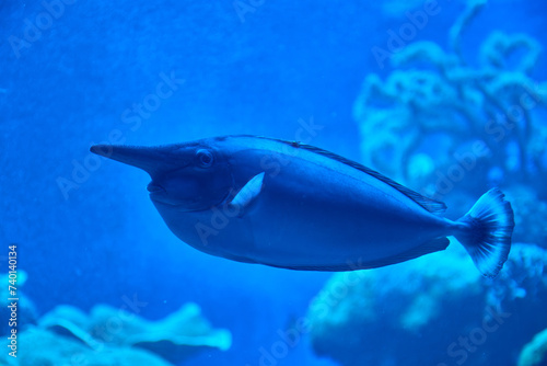 Fototapeta Naklejka Na Ścianę i Meble -  Blue unicorn fish swimming underwater