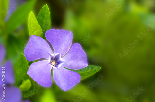 Blue flower of Vinca minor. Spring time. Natural background. Close-up. Copy space. Selective focus.