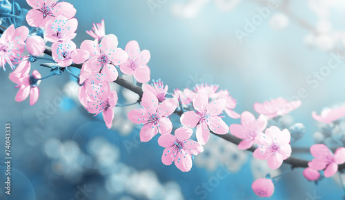 Spring abstract background with cherry blossoms on a pink-blue background. Selective focus.