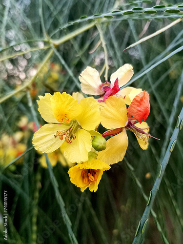 Small yellow tree flowers, cheerful summer flowers. 
Beautiful flowers of Parkinsonia aculeata. photo