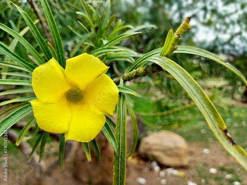 A pretty flower of the Thevetia peruviana tree. photo