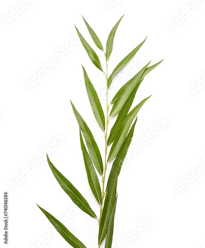 Willow (arava) twig as Sukkot festival symbol on white background photo